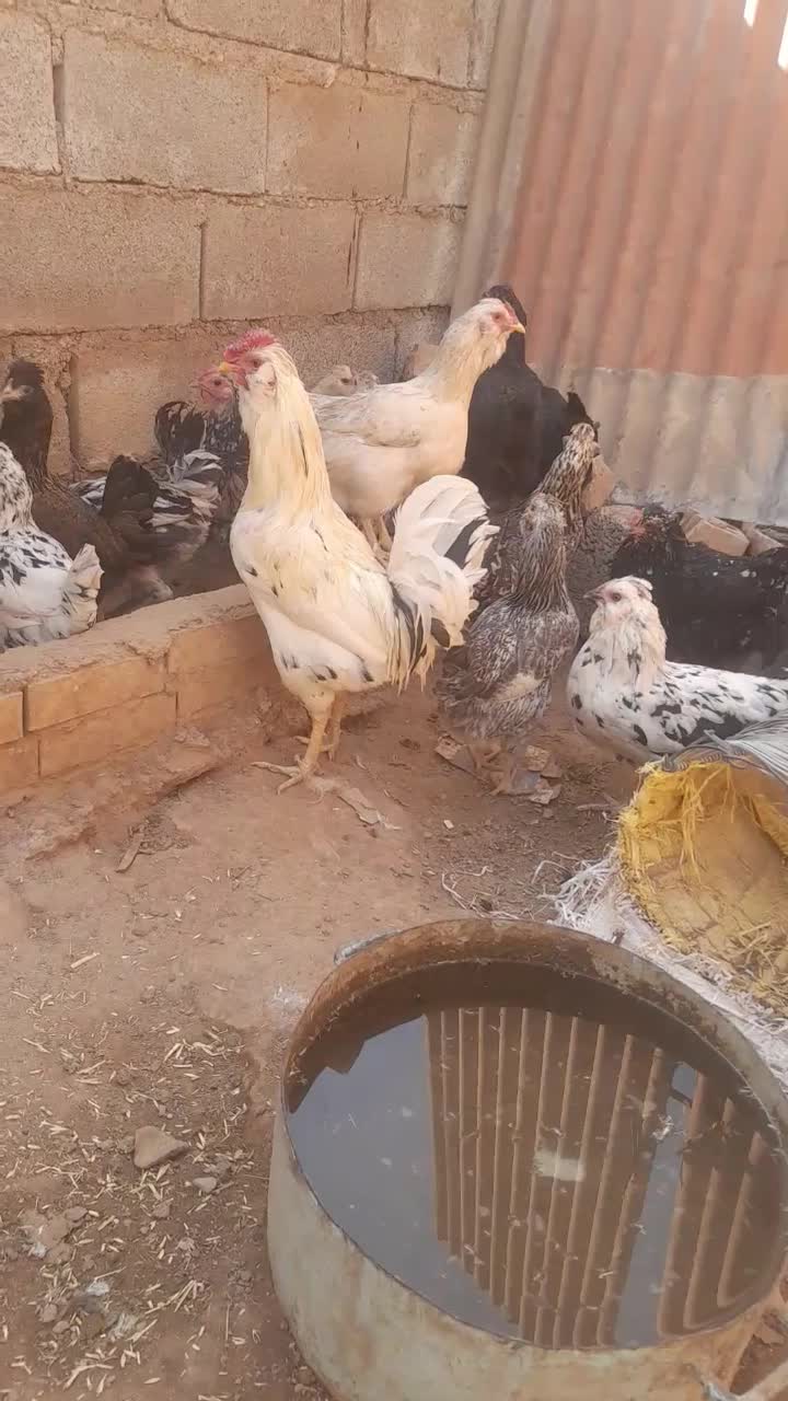 خروس گلین|حیوانات مزرعه|مسجد سلیمان, |دیوار