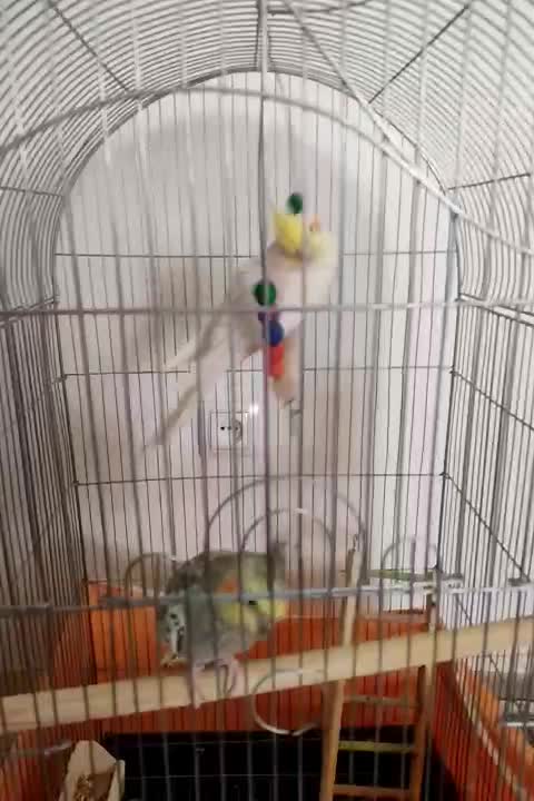 یک جفت عروس هلندی سالم وبالغ|پرنده|پاکدشت, پاکدشت (مامازند)|دیوار