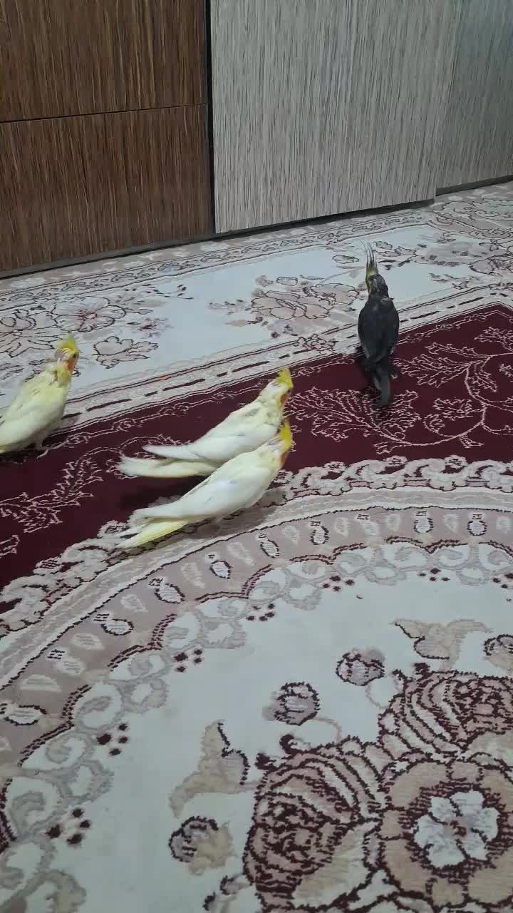 عروس هلندی با جوجه|پرنده|آشخانه, |دیوار