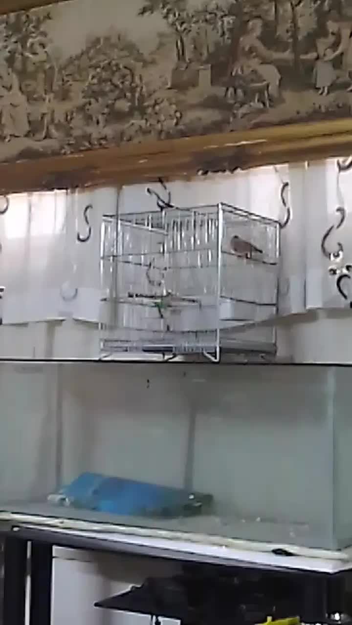 سهره قناری ابلغ ریزه خون|پرنده|تهران, تهرانپارس غربی|دیوار