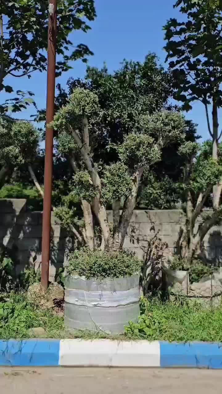 فروش انواع گل سیکاس یوکا یاس هلندی زیتون گلدان|عمدهفروشی|تهران, دهونک|دیوار