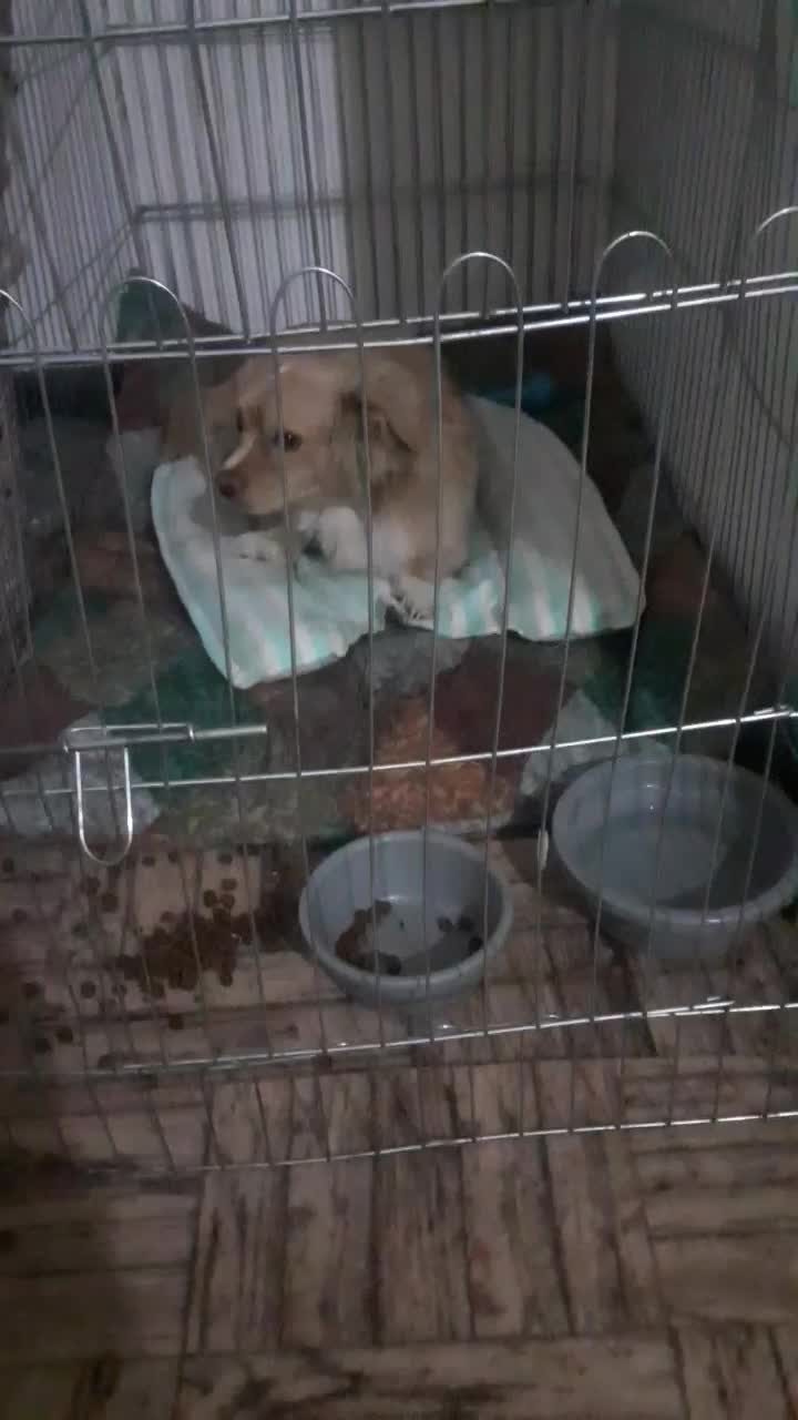 فروش جاپانیز اشپیتز نر یکساله قیمت باقفس ۴تومن|سگ|نجفآباد, امیرآباد|دیوار