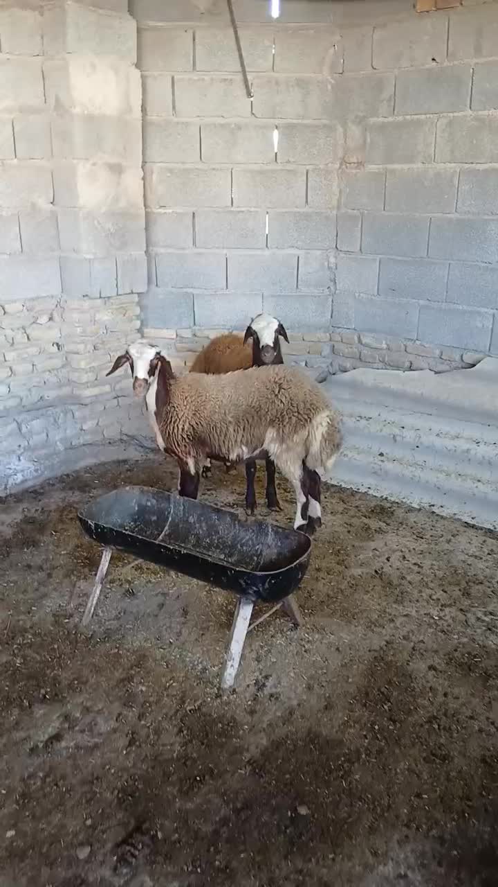 توقلی .گوسفند|حیوانات مزرعه|انبارآلوم, |دیوار