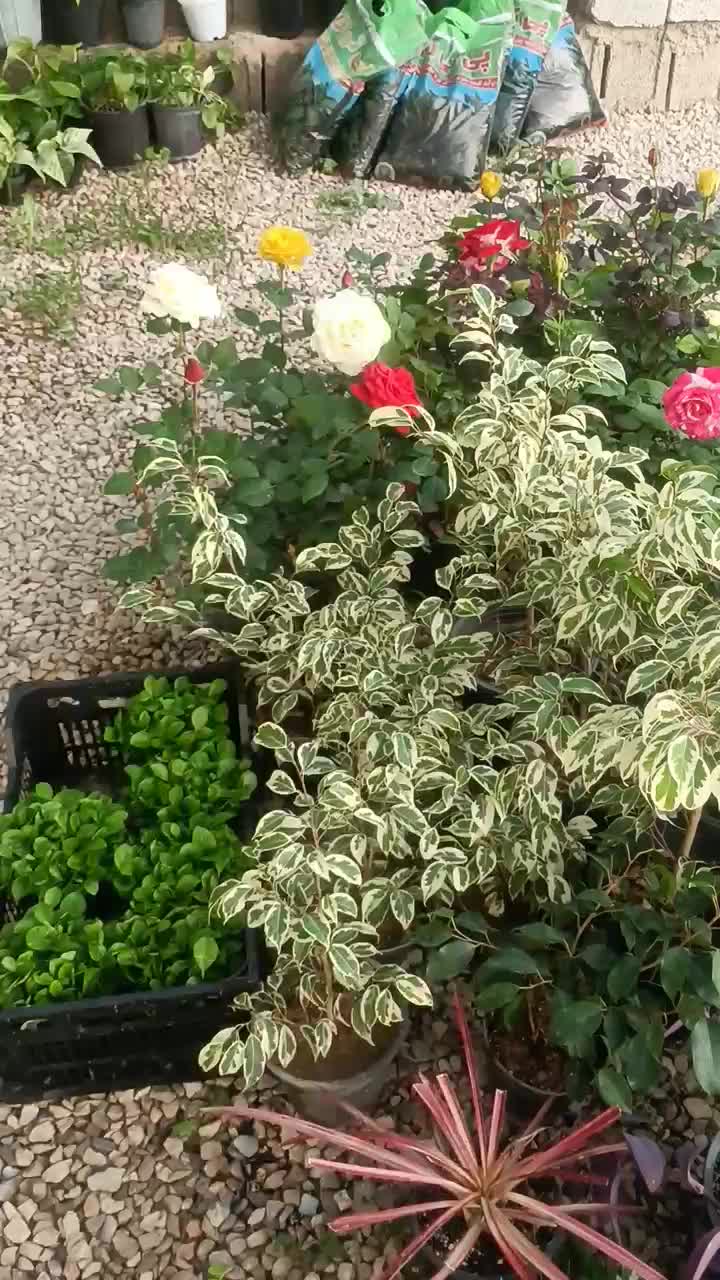 فروش انواع گل‌های آپارتمانی با بهترین کیفیت|گل و گیاه طبیعی|کازرون, |دیوار