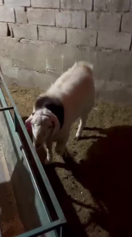 چپش بزنر|حیوانات مزرعه|تفت, |دیوار