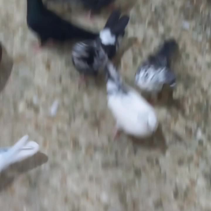 کفتر|پرنده|آران و بیدگل, |دیوار