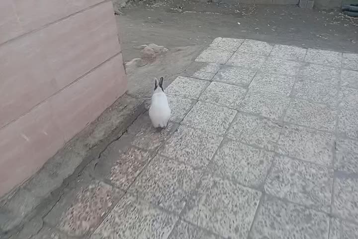 خرگوش|موش و خرگوش|معمولان, |دیوار