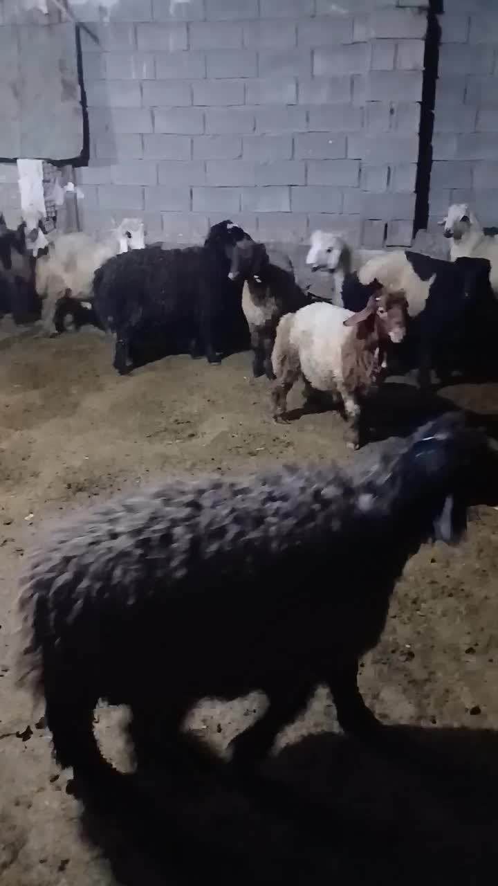 ۶۵راس بره|حیوانات مزرعه|دهدشت, |دیوار