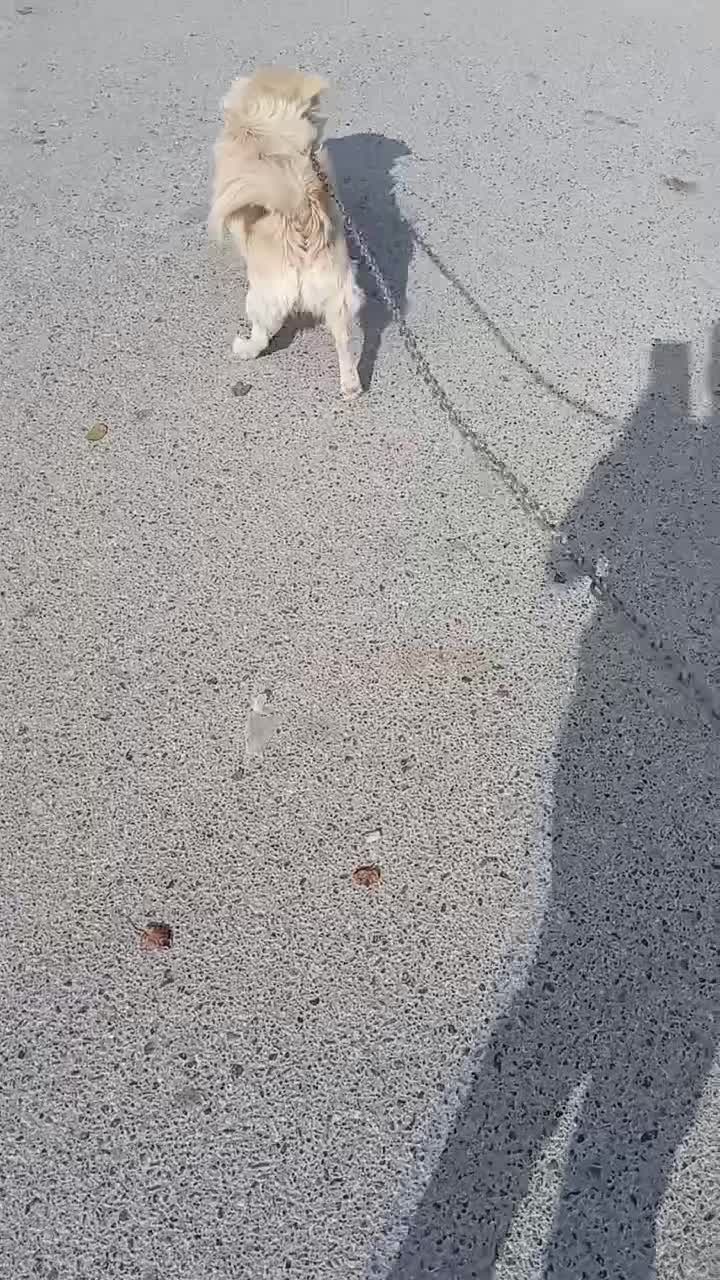 سگ پاپی|سگ|بروجن, |دیوار