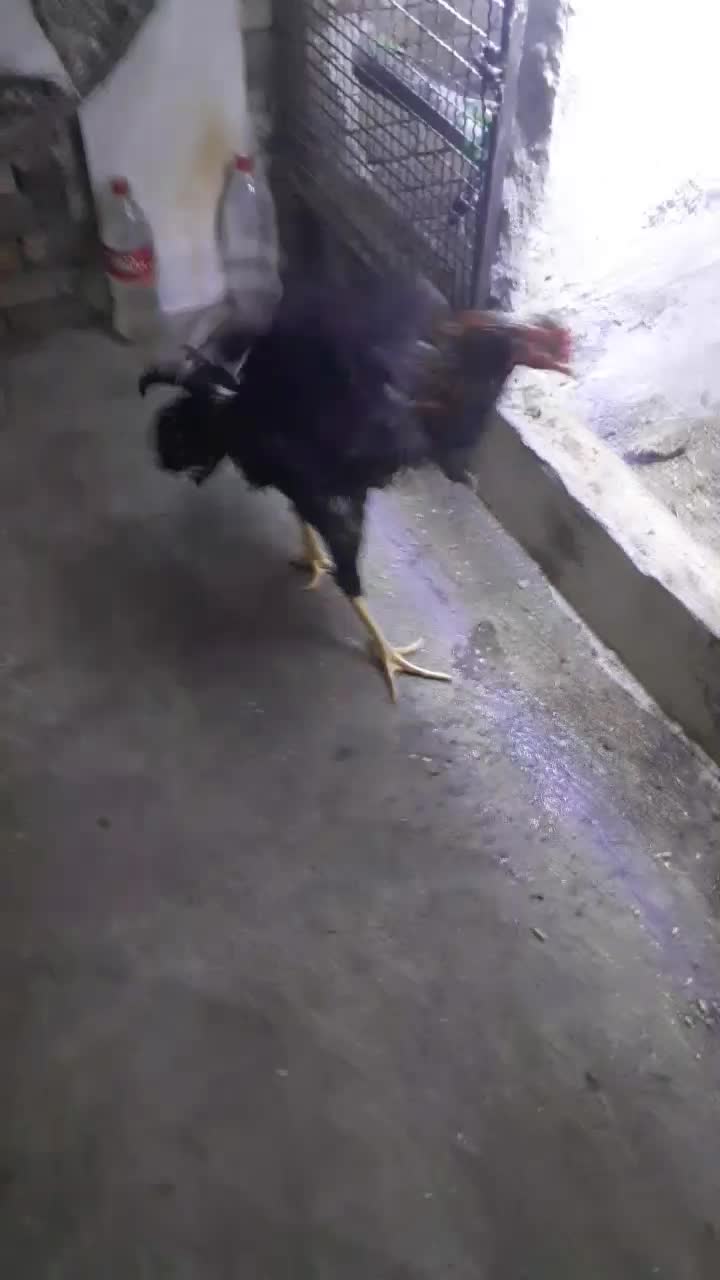 مرغ وخروس لاری|حیوانات مزرعه|بانه, |دیوار