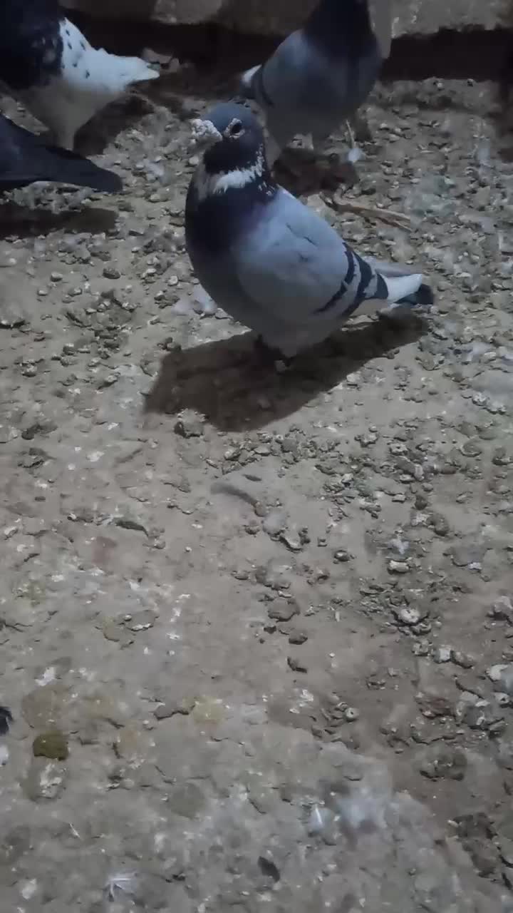 ابلق سبز آلمانی ب شرط جنگ|پرنده|قوچان, |دیوار