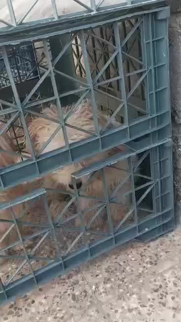 سگ شیتزو خاص جفت نر و ماده|سگ|جاسک, |دیوار