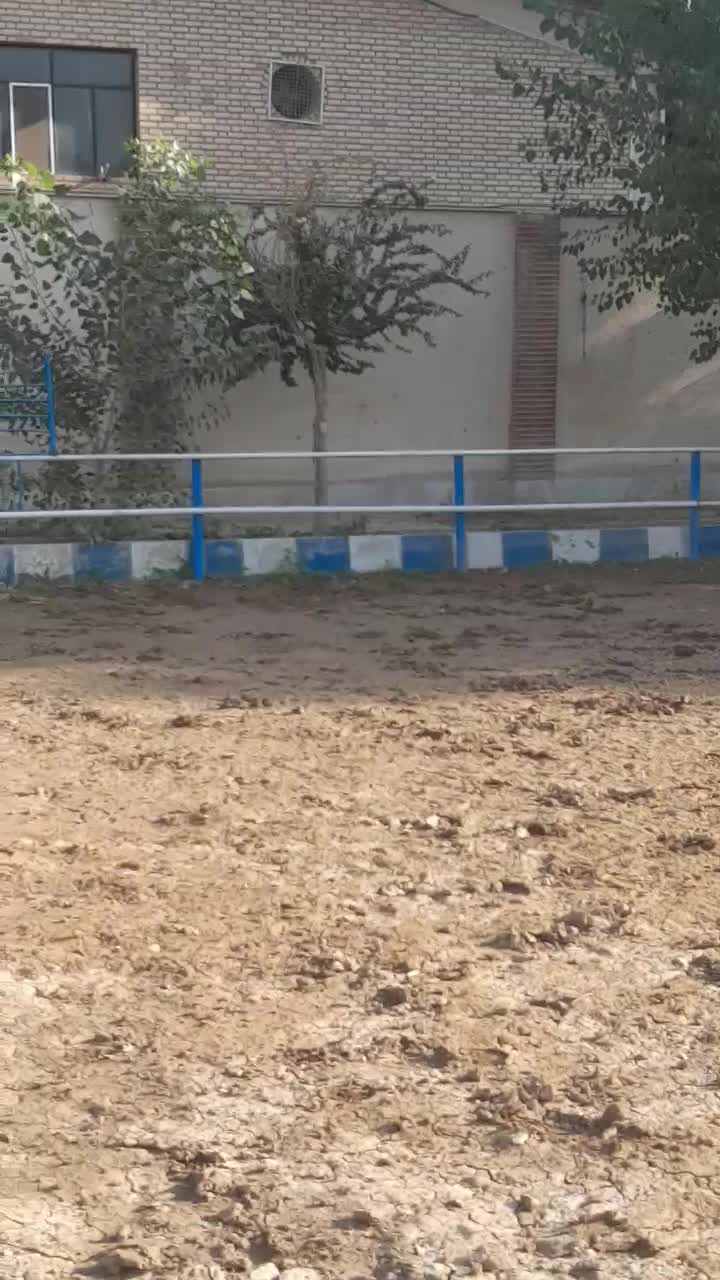 کره مادیون درهشوری|اسب و تجهیزات اسبسواری|فردوسیه, |دیوار