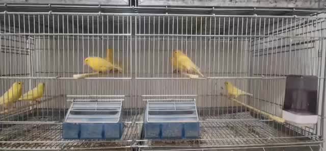 جوجه قناری ۲۰۲۵|پرنده|شهریار, رضی آباد بالا|دیوار