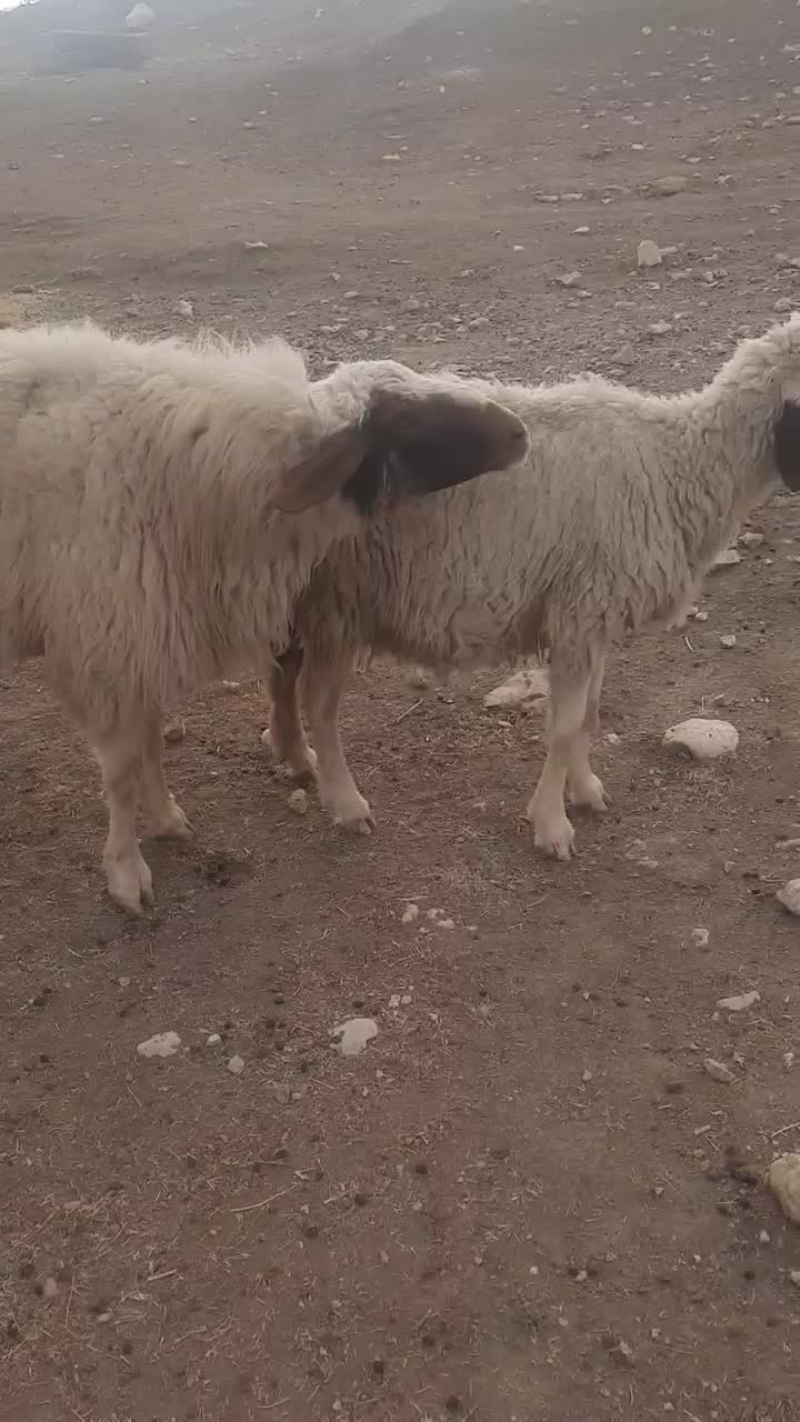 قوچ شیره دار|حیوانات مزرعه|ماهیدشت, |دیوار