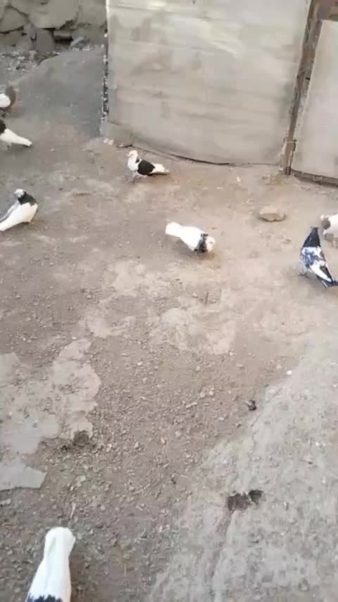 کفتر بوم قلدر|پرنده|چناران, |دیوار