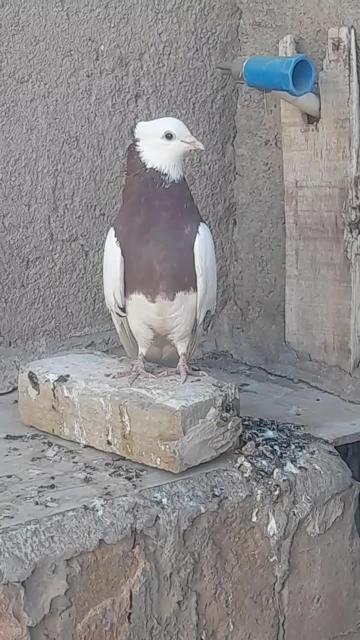 طوقی سرخ نر جوان|پرنده|سبزوار, توحیدشهر|دیوار