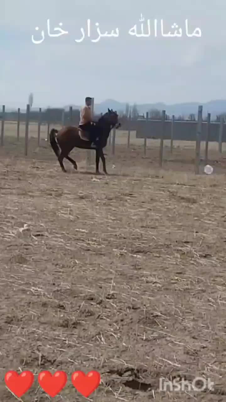 اسب نریان|اسب و تجهیزات اسب‌سواری|سردرود, |دیوار