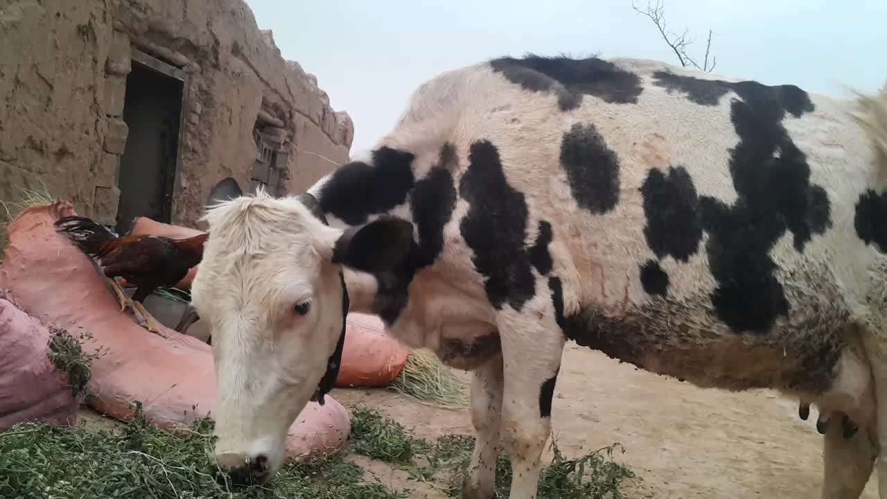 گاو|حیوانات مزرعه|پائین جام, |دیوار