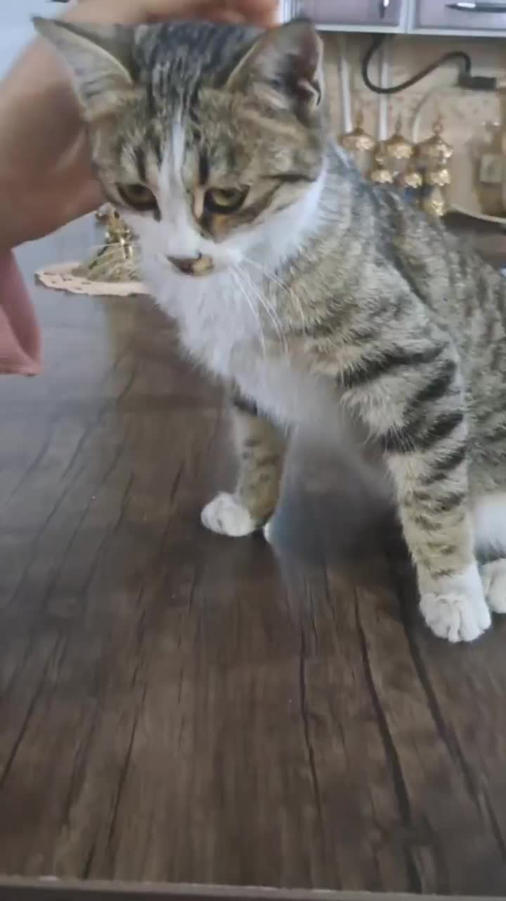 واگذاری گربه|گربه|ایجرود, |دیوار