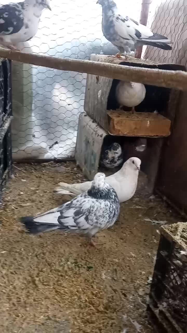 کبوتر فروشی|پرنده|کوهپایه, |دیوار