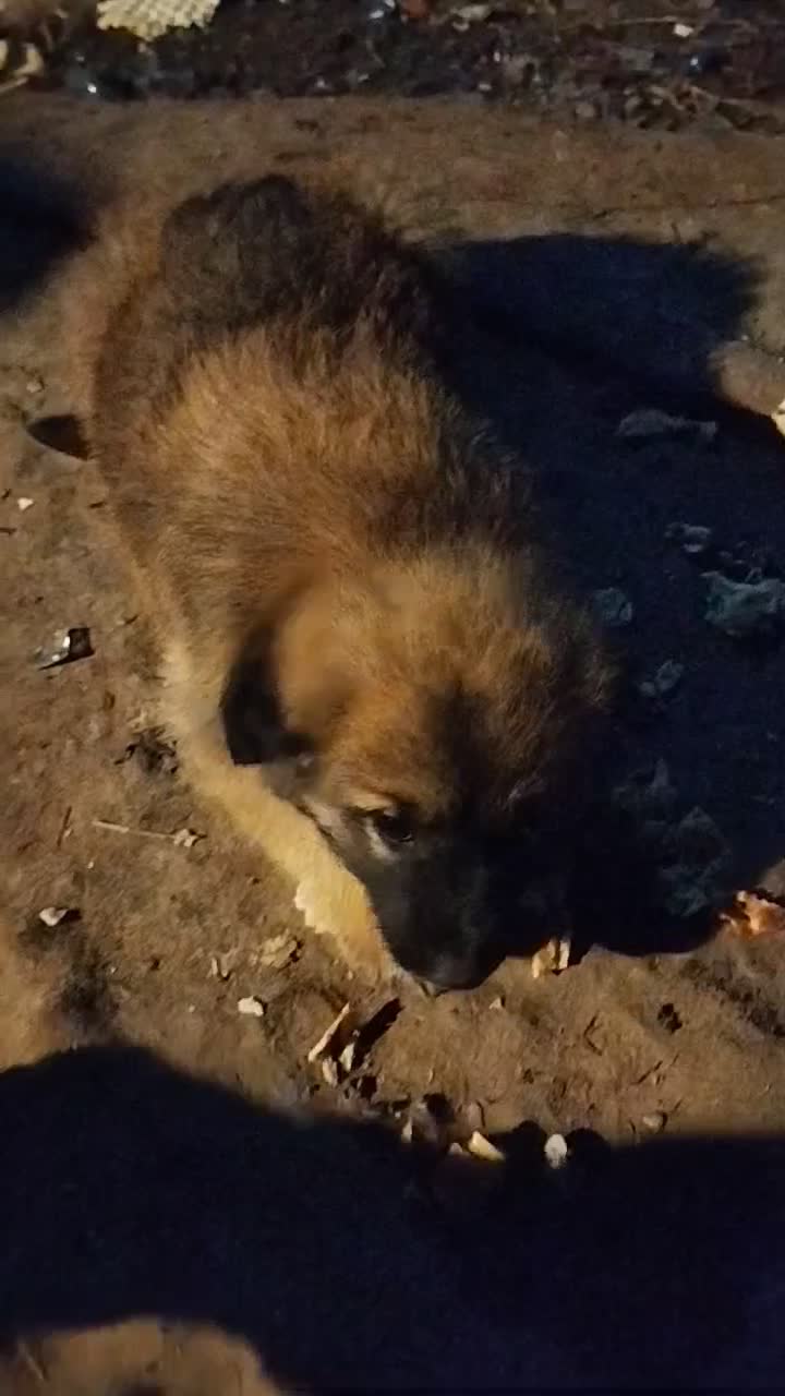 واگذاری توله ماده|سگ|رشت, حومه رشت|دیوار