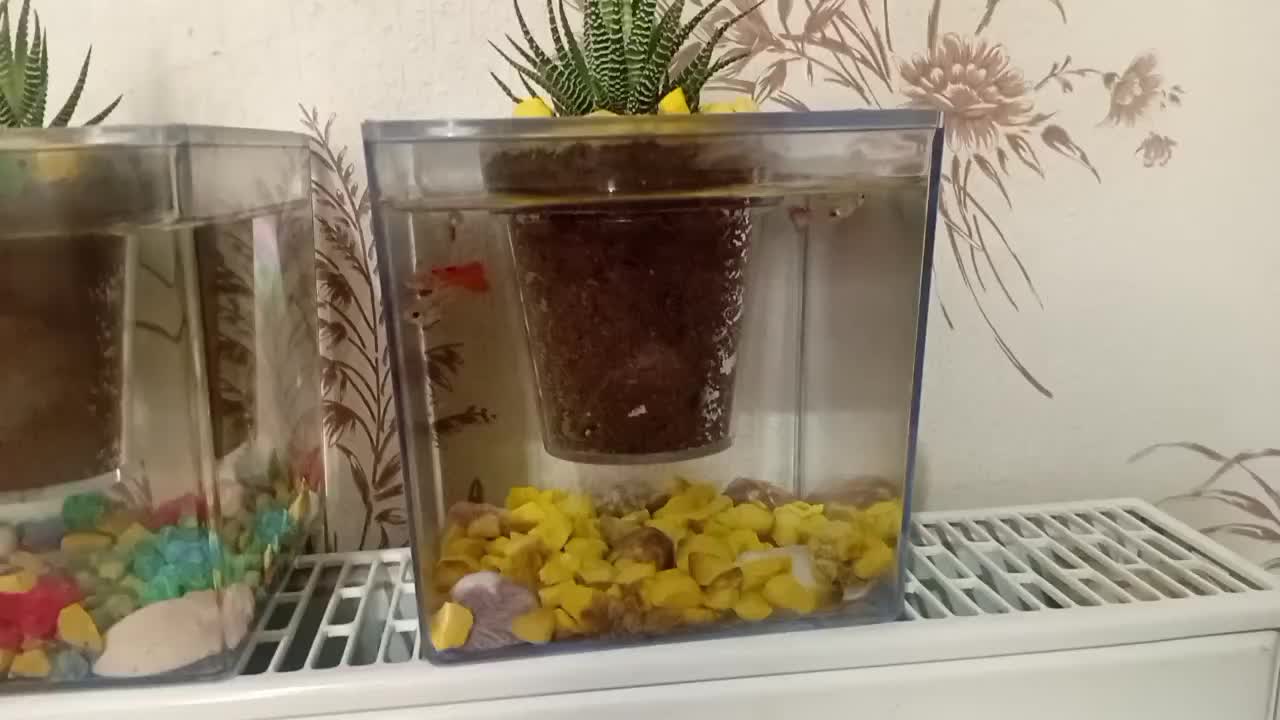 آکواریوم خانگی ( هدیه و کادو )|ماهی|رشت, کوی مهر|دیوار