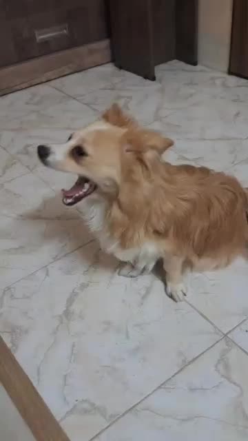 پامرین|سگ|شیراز, انجیره|دیوار