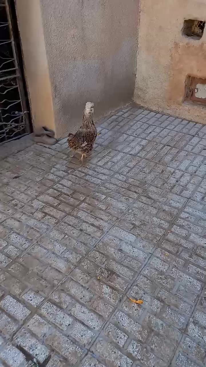 مرغ کاکلی|حیوانات مزرعه|تربت‌حیدریه, بالا ولایت|دیوار