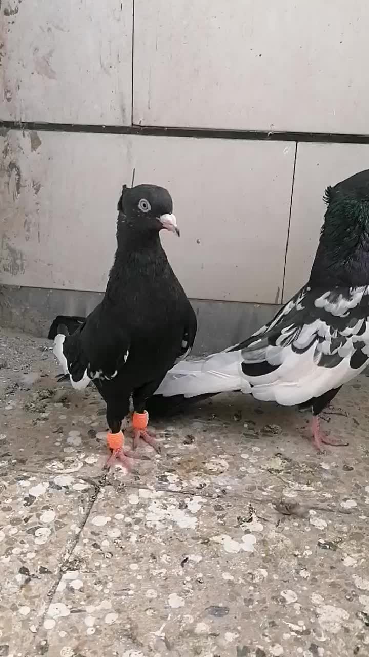 کبوتر|پرنده|اهواز, فرهنگ شهر|دیوار