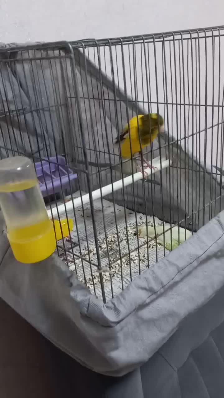 قناری ماده|پرنده|پرند, فاز ۵|دیوار