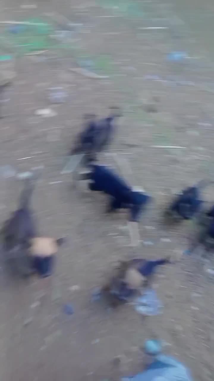 چهار عدد توله ماده|سگ|جیرفت, |دیوار