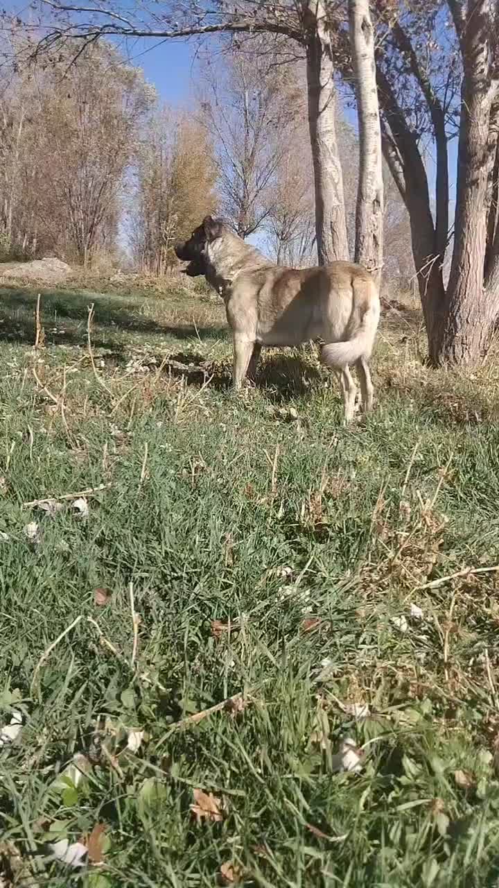 واگذاری سگ سرابی|سگ|سراب, |دیوار