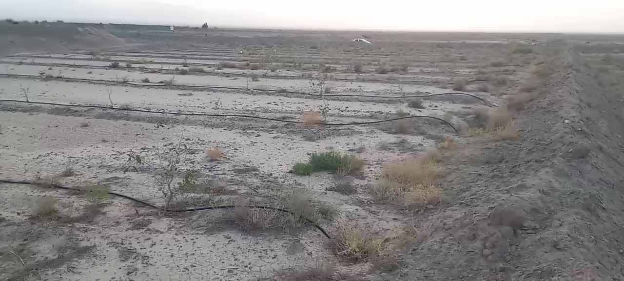 ۵۰ من (۵۰۰۰ متر) زمین پسته لوله کشی شده با آب|فروش زمین و ملک کلنگی|گناباد, |دیوار