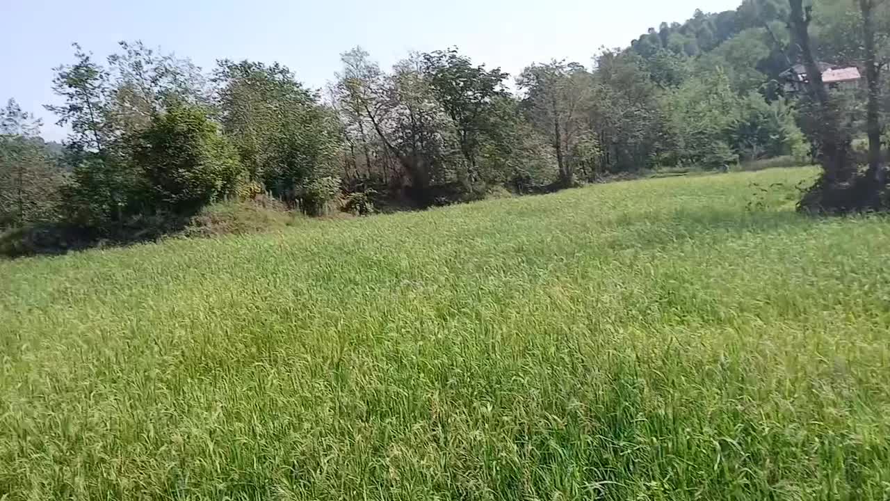 لنگرود کومله شهر توریستی اطاقور مزرعه فروشی|فروش دفتر صنعتی، کشاورزی، تجاری|اطاقور, |دیوار