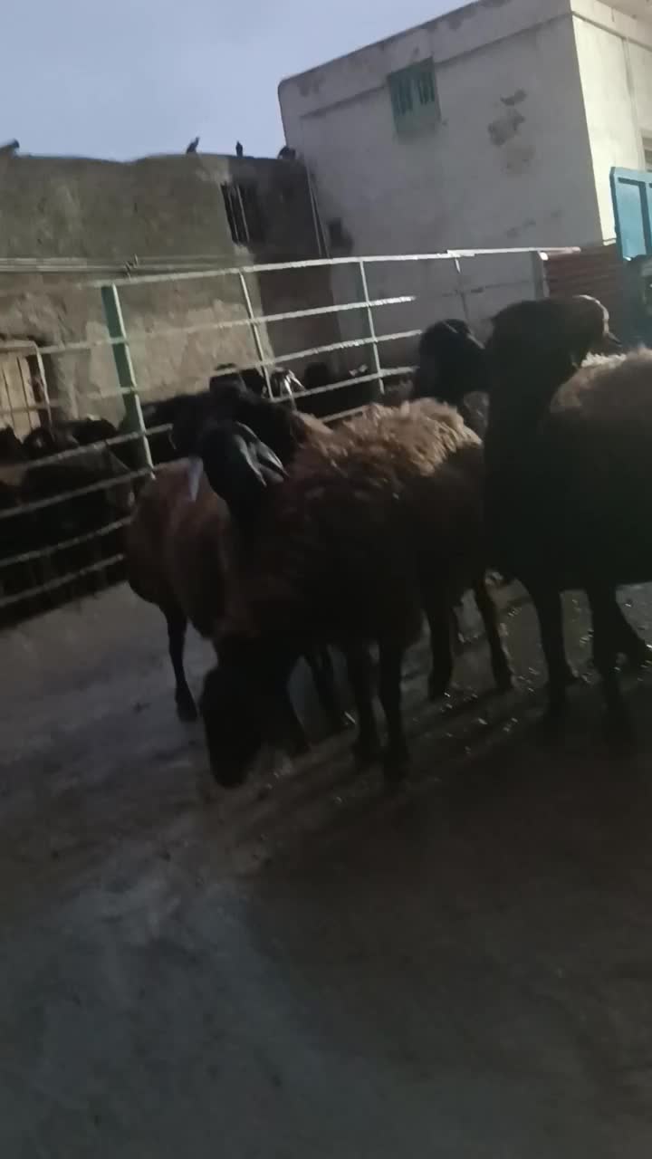 10 راس گوسفند جوان|حیوانات مزرعه|مهربان, |دیوار