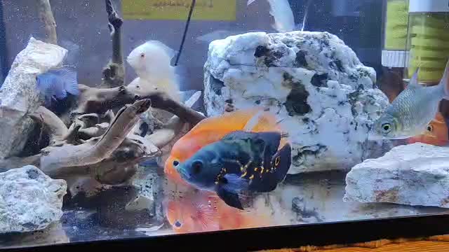 ماهی گوشتخوار آکواریومی|ماهی|خمین, |دیوار