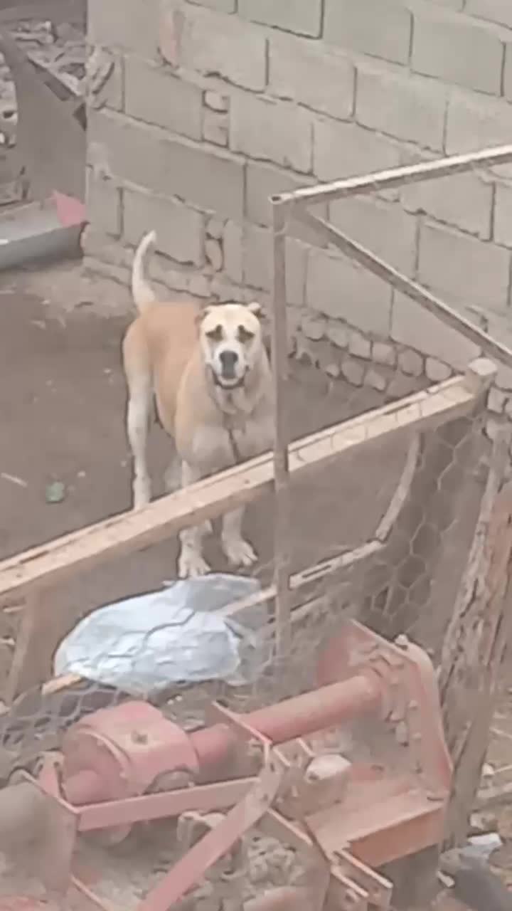 سگ ماده|سگ|علی‌آباد کتول, |دیوار