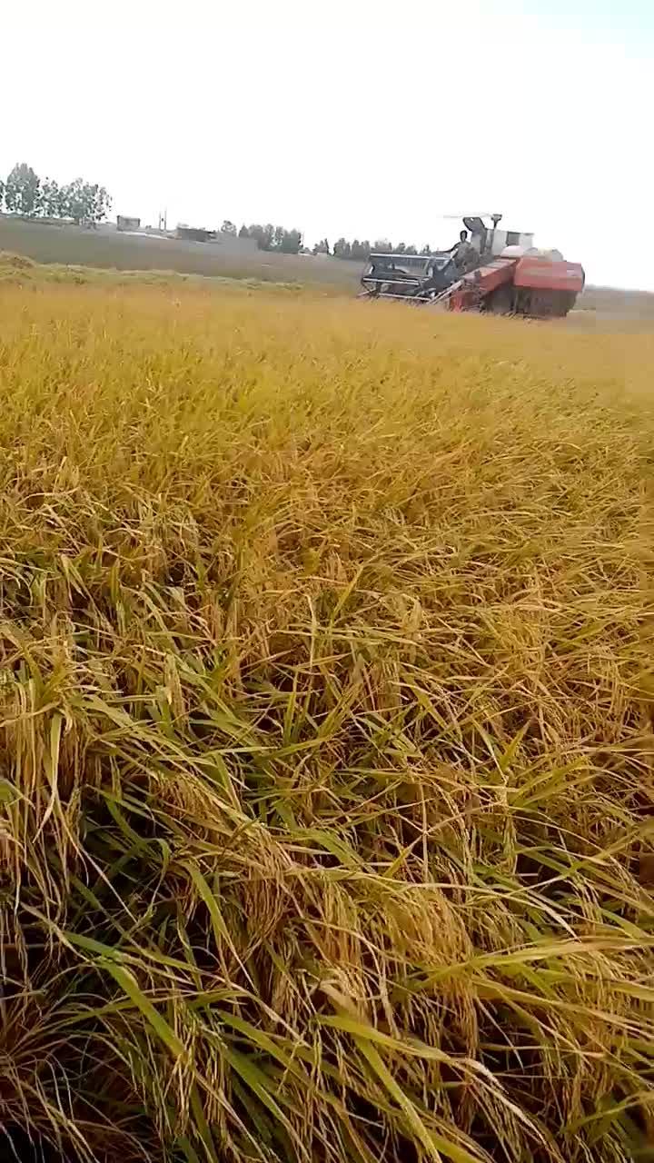 کمباین زنجیری 2019|خودرو سنگین|آق قلا, |دیوار