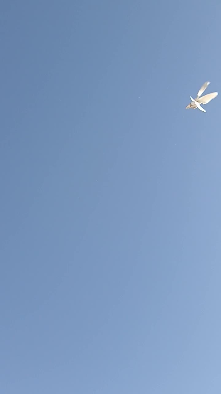 کبوتر|پرنده|مسجد سلیمان, |دیوار