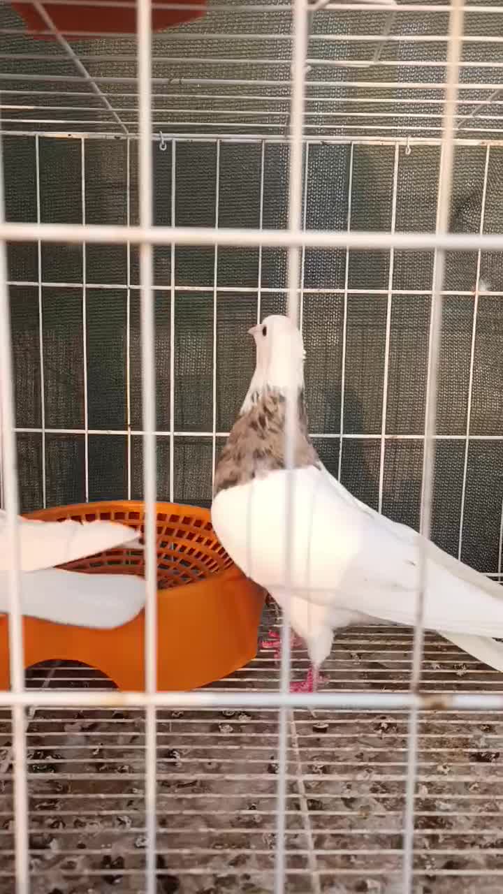 کبوتر طوقی|پرنده|بندر گناوه, |دیوار