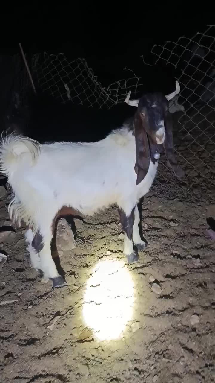 بزغاله یک سال پاکستان پنجاه کیلو درجه یک|حیوانات مزرعه|آبدانان, |دیوار