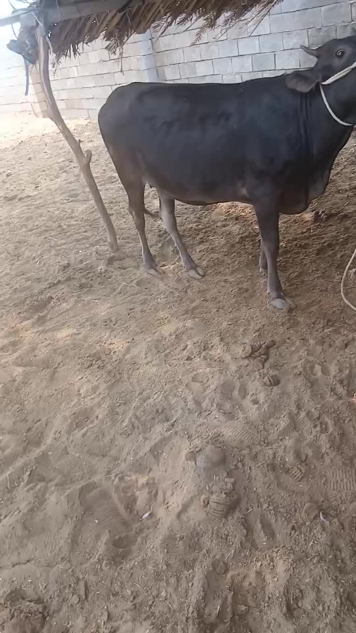 گاوابستن۶ماه|حیوانات مزرعه|قلعه قاضی, |دیوار