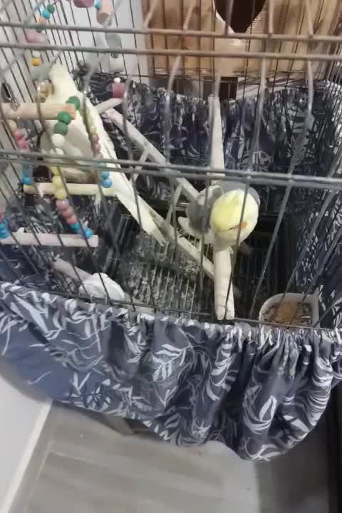 عروس هلندی|پرنده|بندر انزلی, چهارفریضه|دیوار