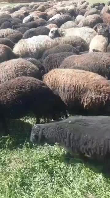 160 راس میش بره دار|حیوانات مزرعه|رضویه, |دیوار