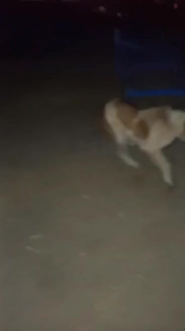 سگ‌نگهبان|سگ|بستان آباد, |دیوار