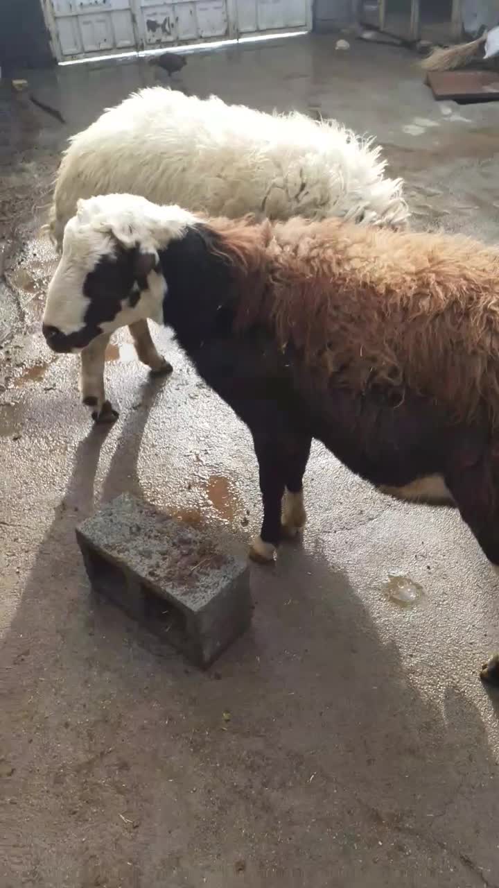 میش و بره / بره قوچ|حیوانات مزرعه|صحنه, |دیوار