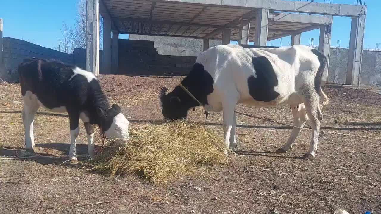 گاو شیری با گوساله|حیوانات مزرعه|ویلکیج, |دیوار