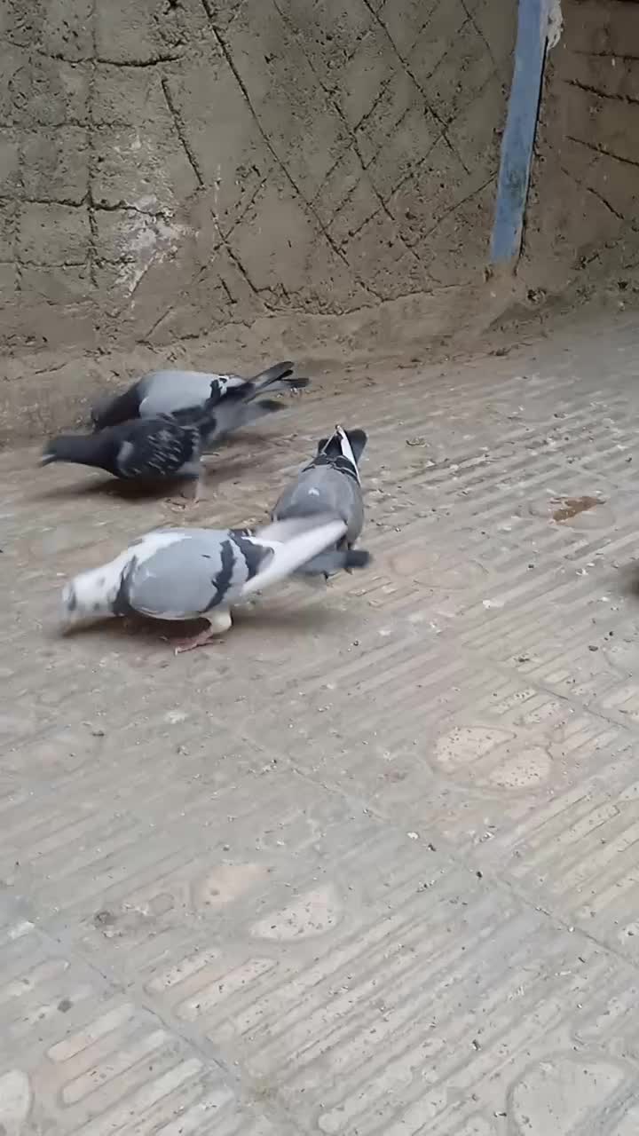 پلاکی ، نامه بر|پرنده|کرمانشاه, |دیوار