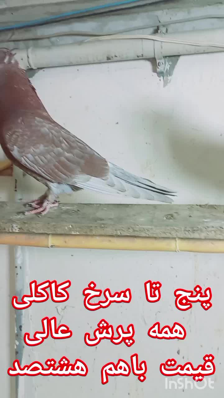 پنج تا سرخ  کاکلی و ساده چپ پاک|پرنده|گنبد کاووس, |دیوار